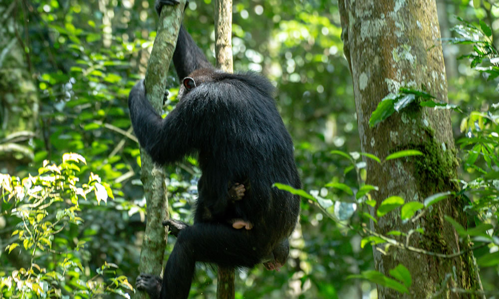 10 Days Uganda Primates and Wildlife Tour