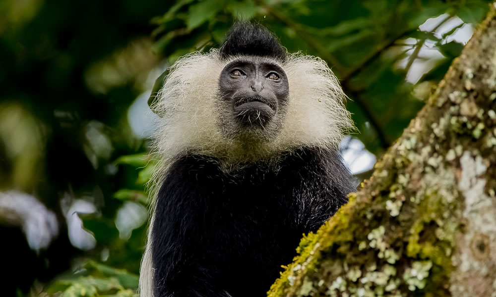 8 Days Primate Tracking Tour in Rwanda