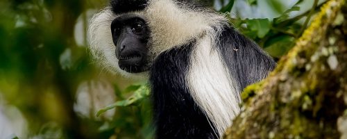 Tracking Colobus Monkeys in Nyungwe Forest National Park