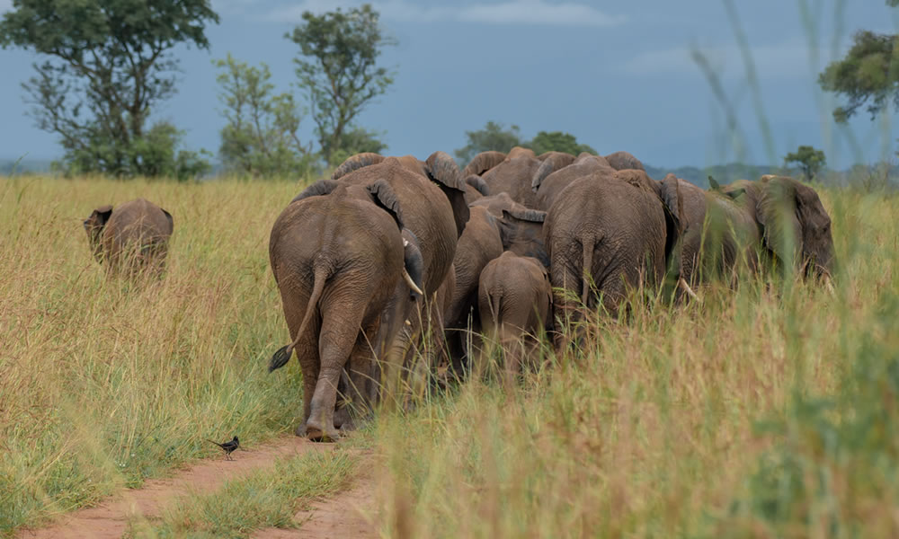 5 Days Wildlife Safari Adventure in Uganda