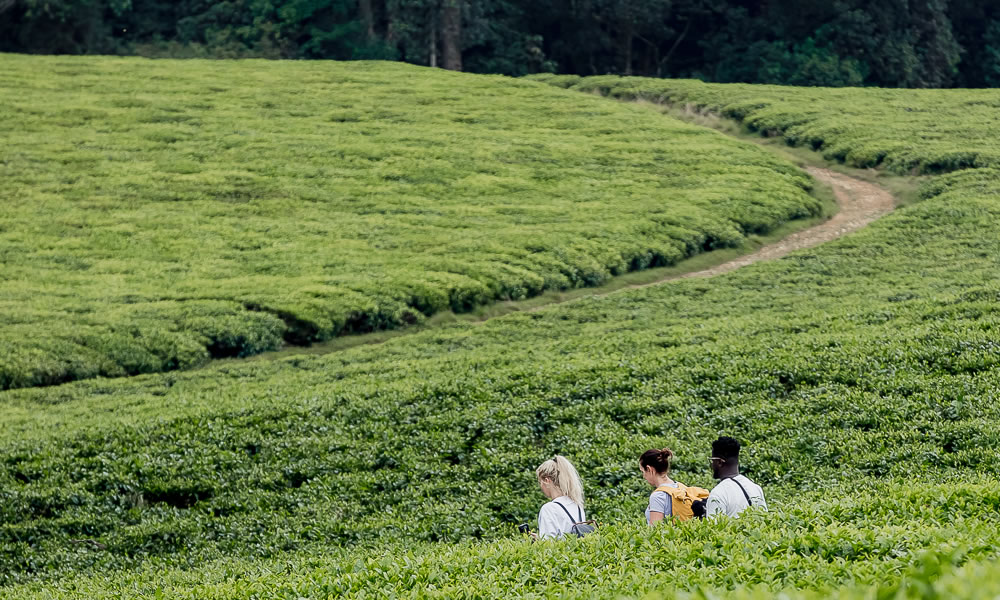 Visiting Gisakura Tea Plantation In Nyungwe