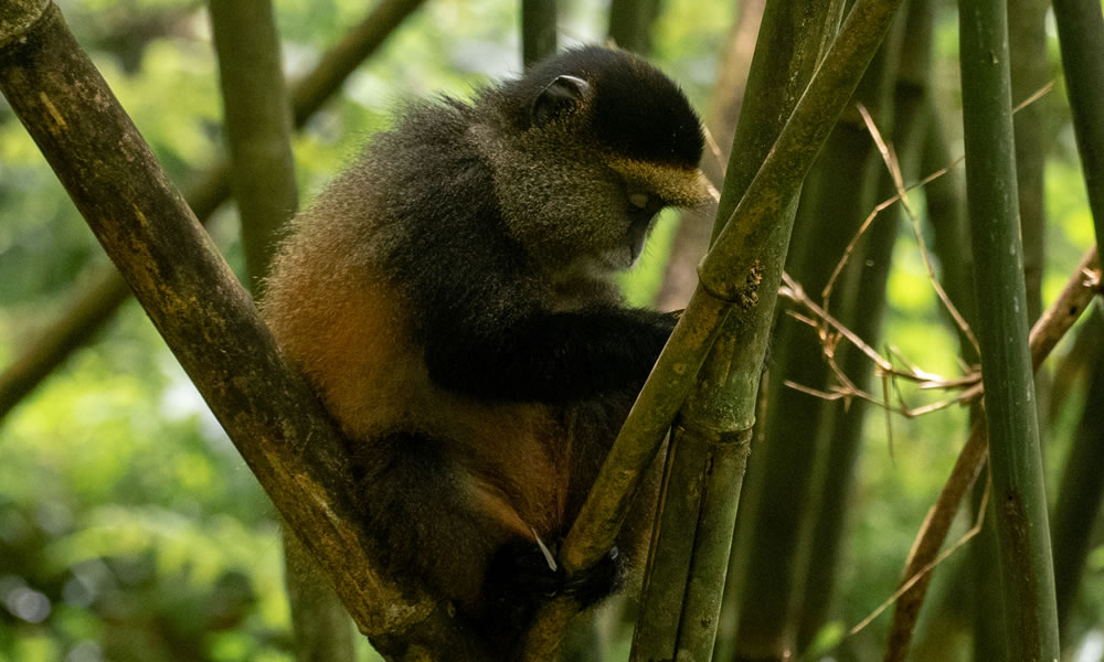 4 Days Gorillas and Golden Monkeys Rwanda Tour