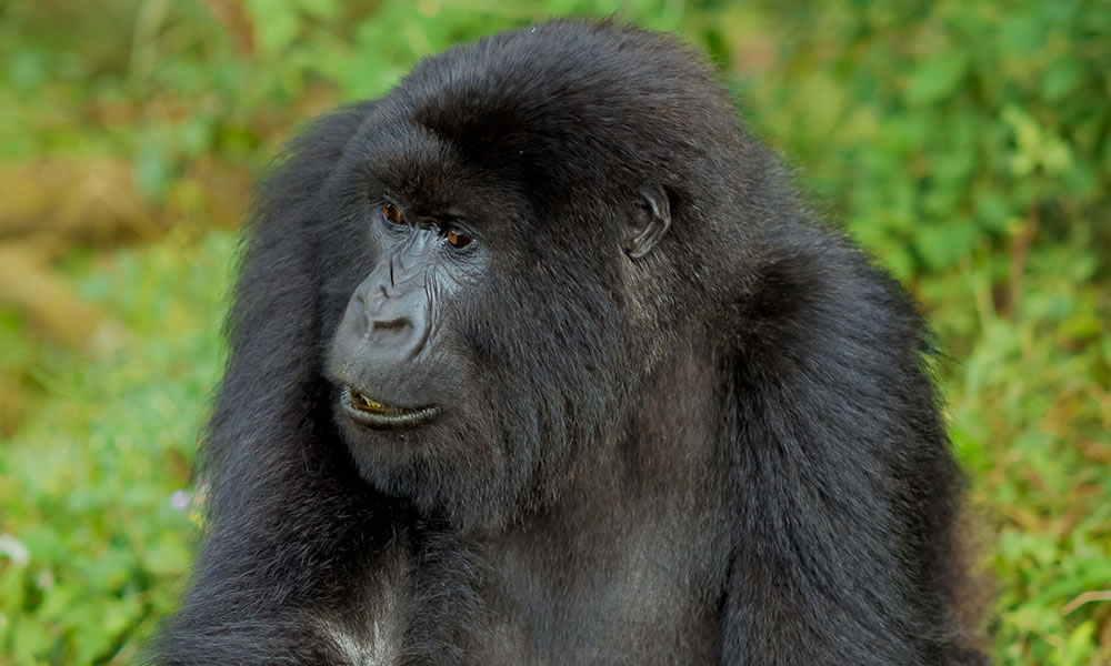 What To Expect On A Rwanda Gorilla Trekking Tour