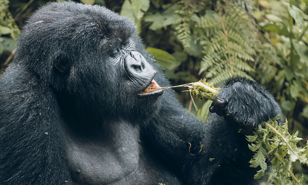 1 Day Tracking Mountain Gorillas in Rwanda