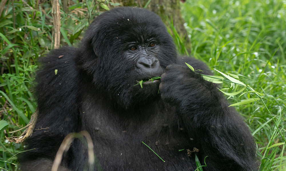 5 Days Rwanda Gorillas and Wildlife Safari