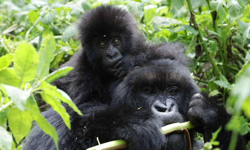 Rwanda Gorilla Families In Volcanoes National Park