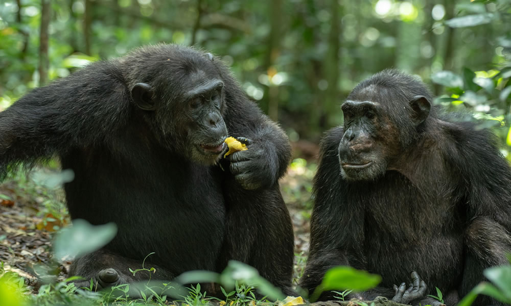 5 Days Best of Uganda Primate Safari