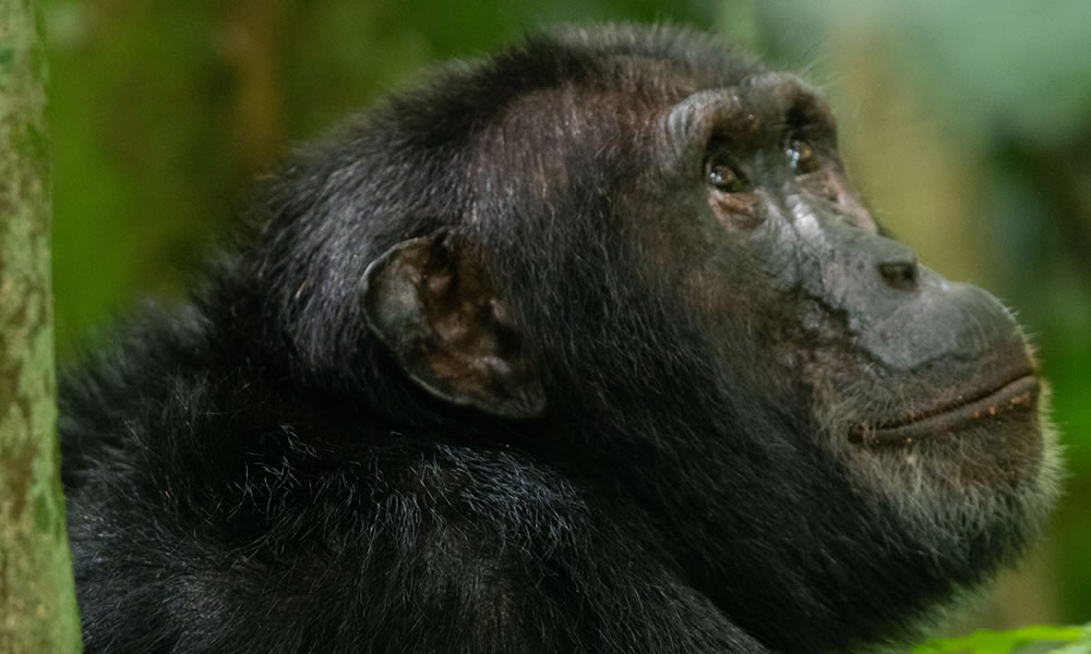 7 Days Gorillas and Chimpanzee Safari in Rwanda