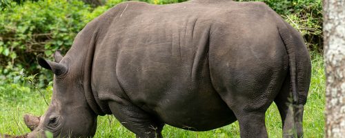 Tracking White Rhinos in Akagera National Park