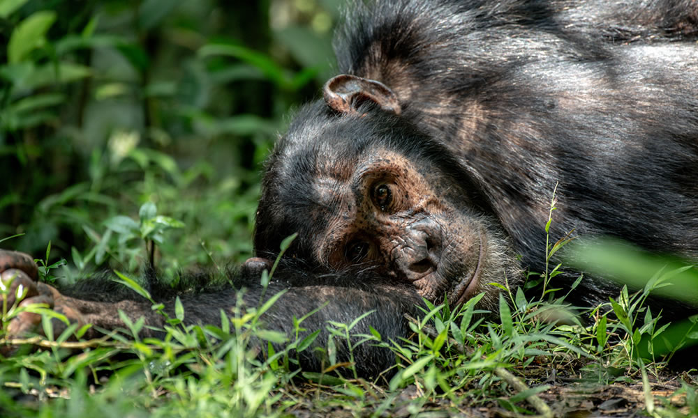 7 Days Primate Tracking Uganda Safari