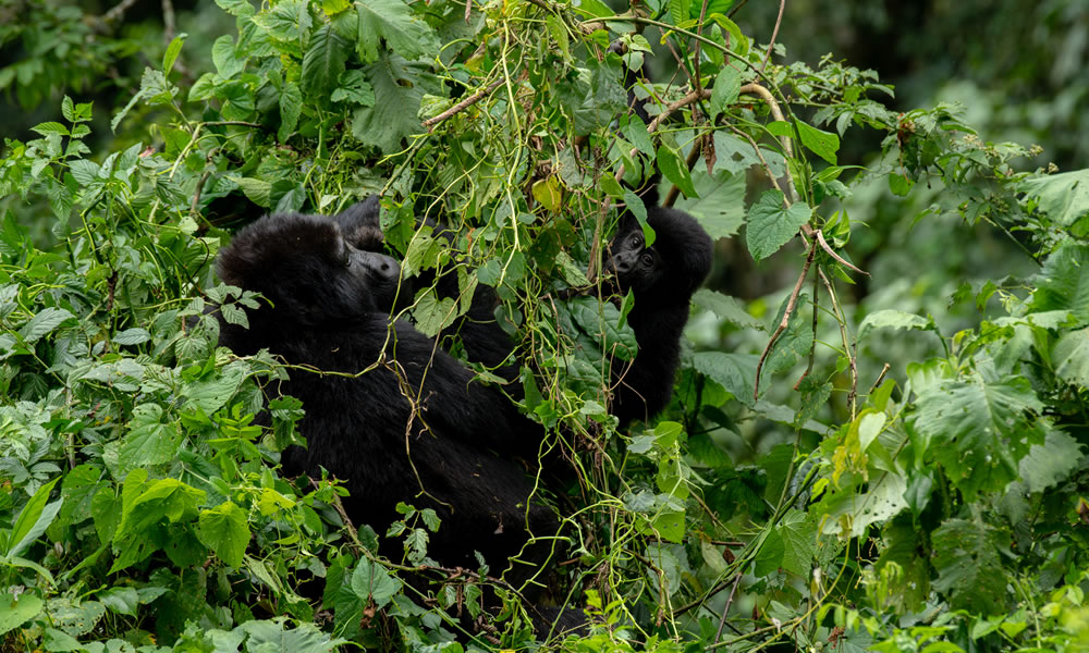 5 Days Double Gorilla Trekking Uganda Safari