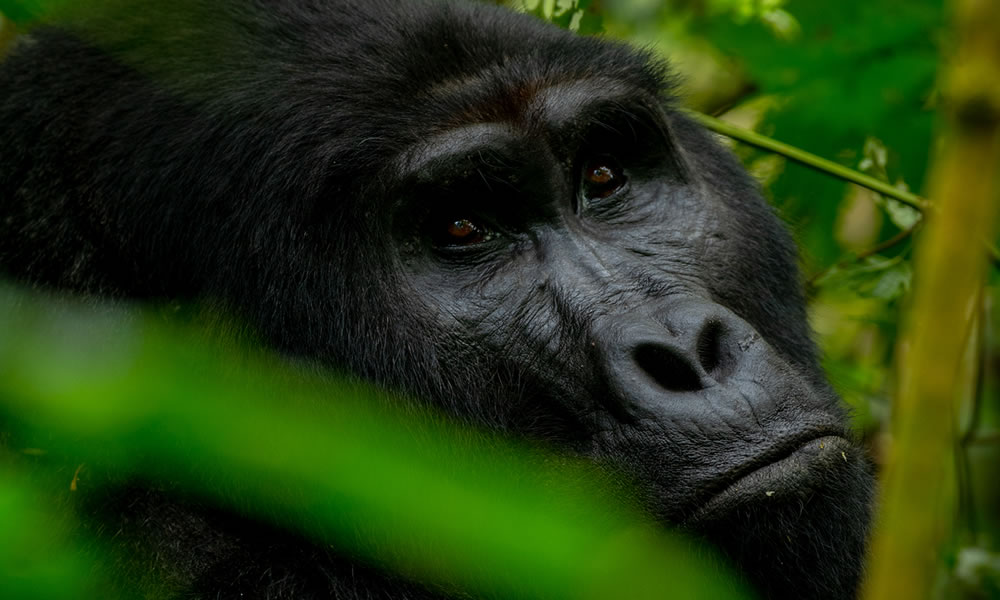 3 Days Uganda Gorilla Trekking Flying Safari