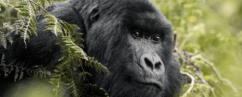 Rwanda Gorilla Permit Price