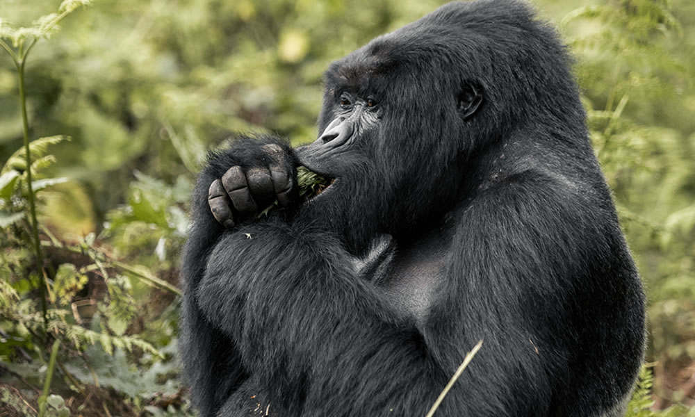 7 Days Primate Tracking Safari in Rwanda