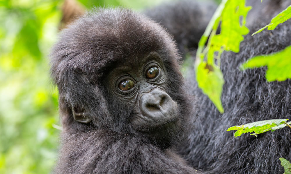 8 Days Rwanda Congo Gorilla Trekking Tour