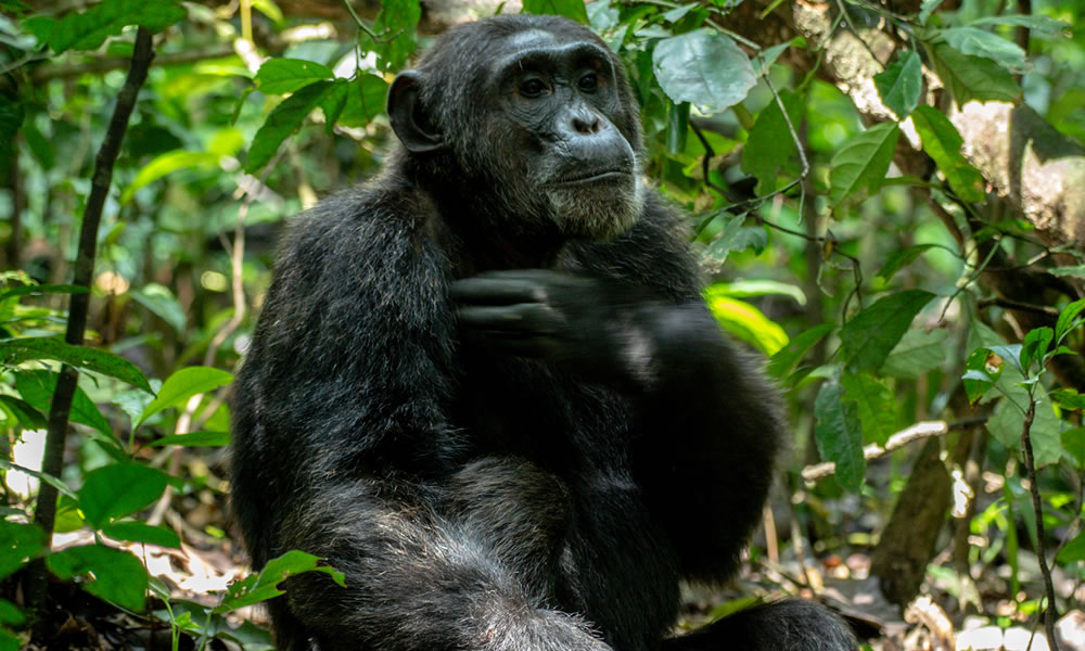 4 Days Uganda Primate Tracking Safari