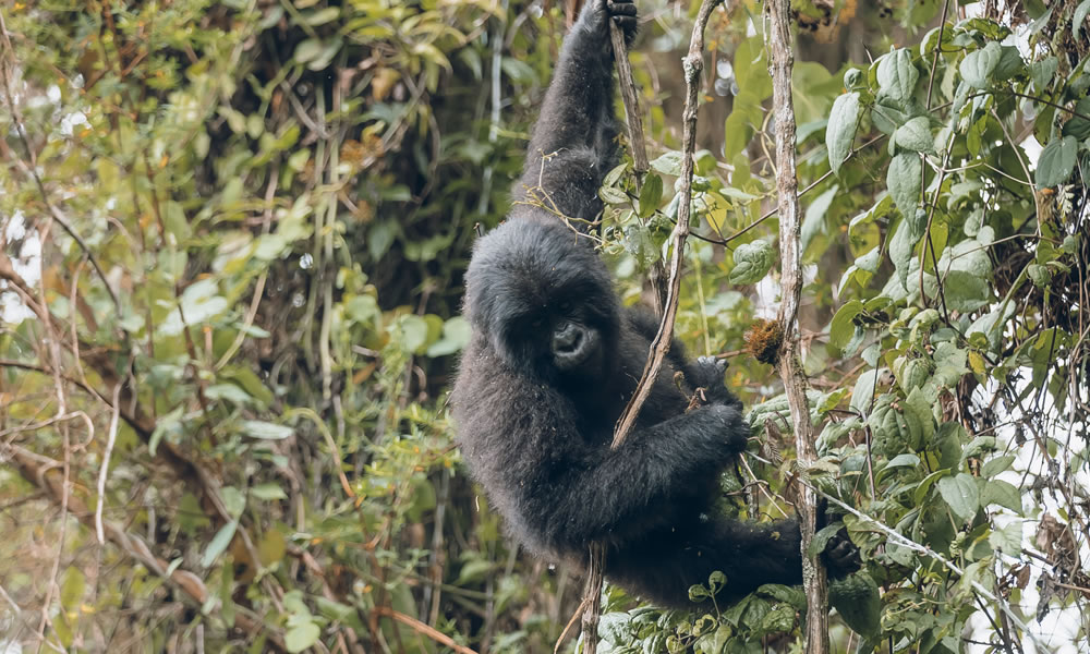 9 Days Best of Rwanda Gorilla Trekking Safari