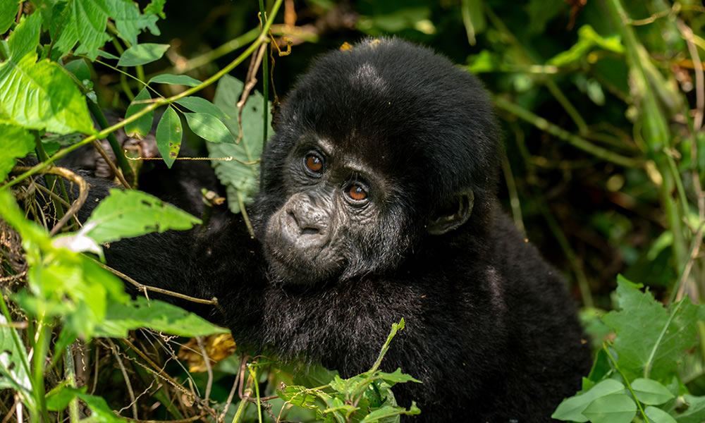 3 Days Bwindi Gorilla Habituation Tour