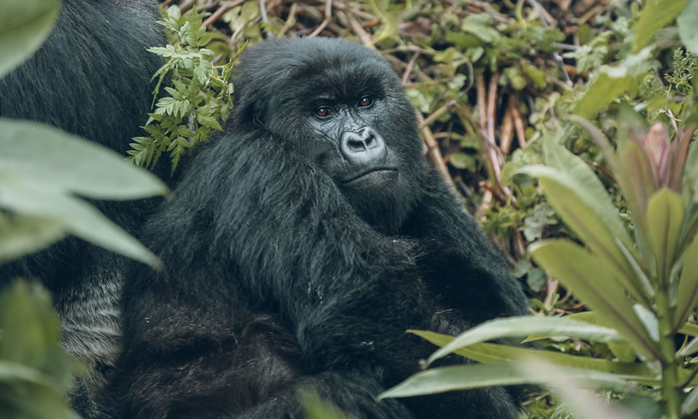 2 Days Gorilla Trekking Rwanda Tour