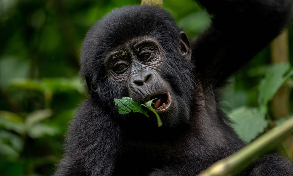 4 Days Double Gorilla Tracking Tour in Bwindi