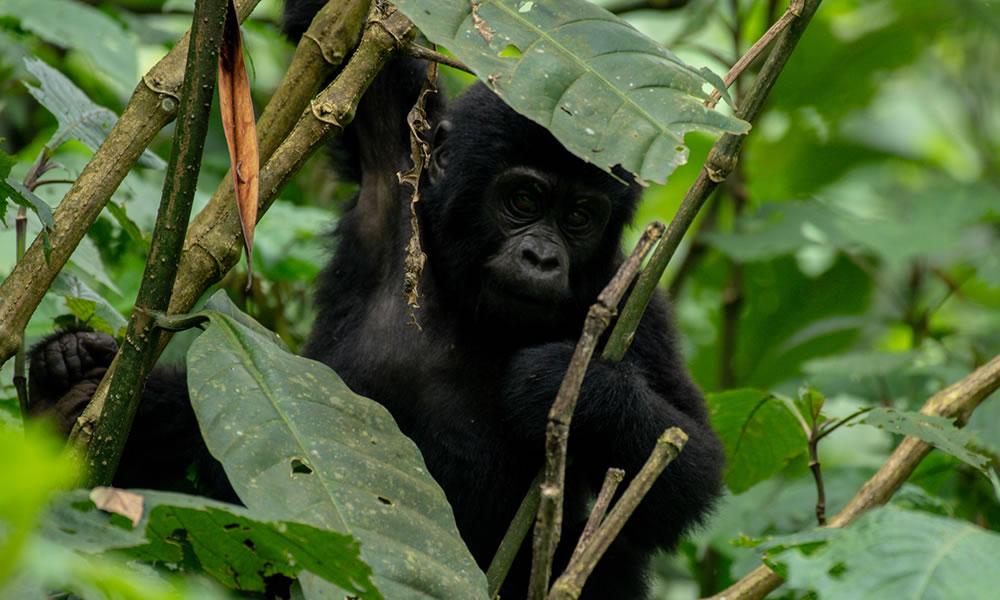 3 Days Gorilla Trekking Tour in Bwindi