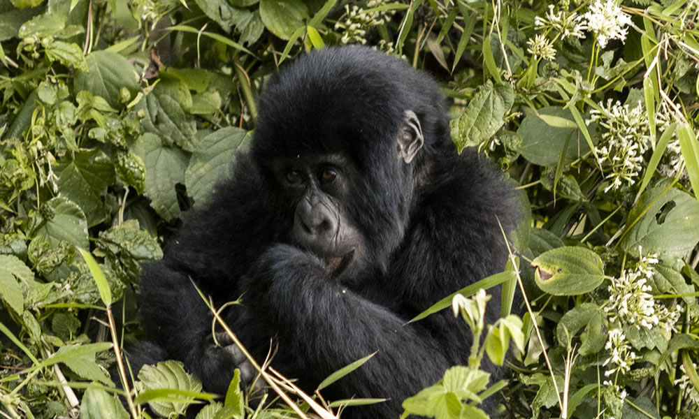 5 Days Rwanda and Uganda Primate Tracking Tour