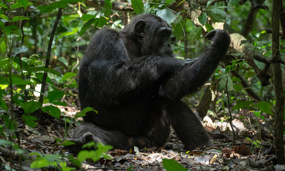 8 Days Uganda Wildlife and Primate Safari