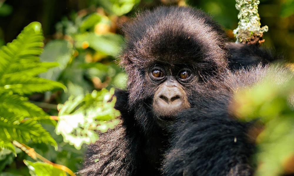 3 Days Tour Tracking Rwanda Gorillas