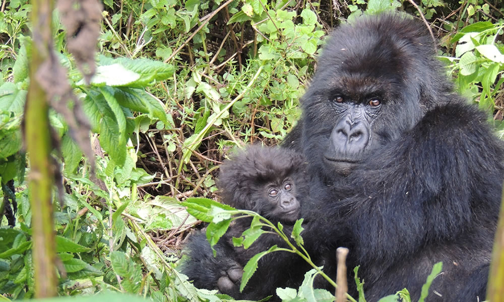 Gorilla Safaris Africa