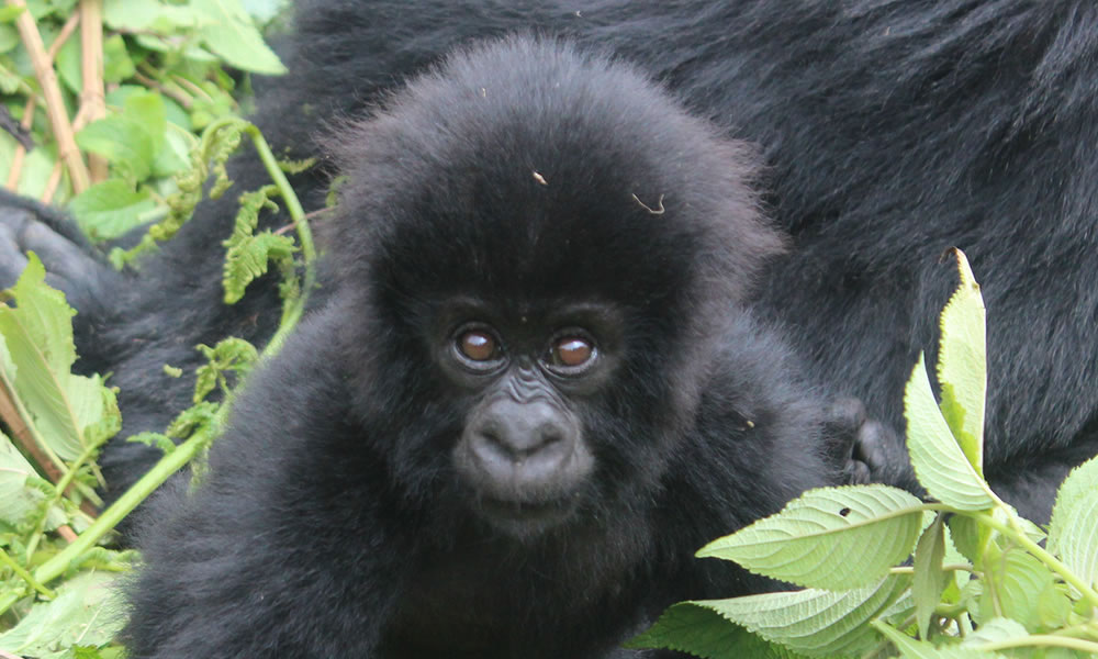 Gorilla Trekking And Tours