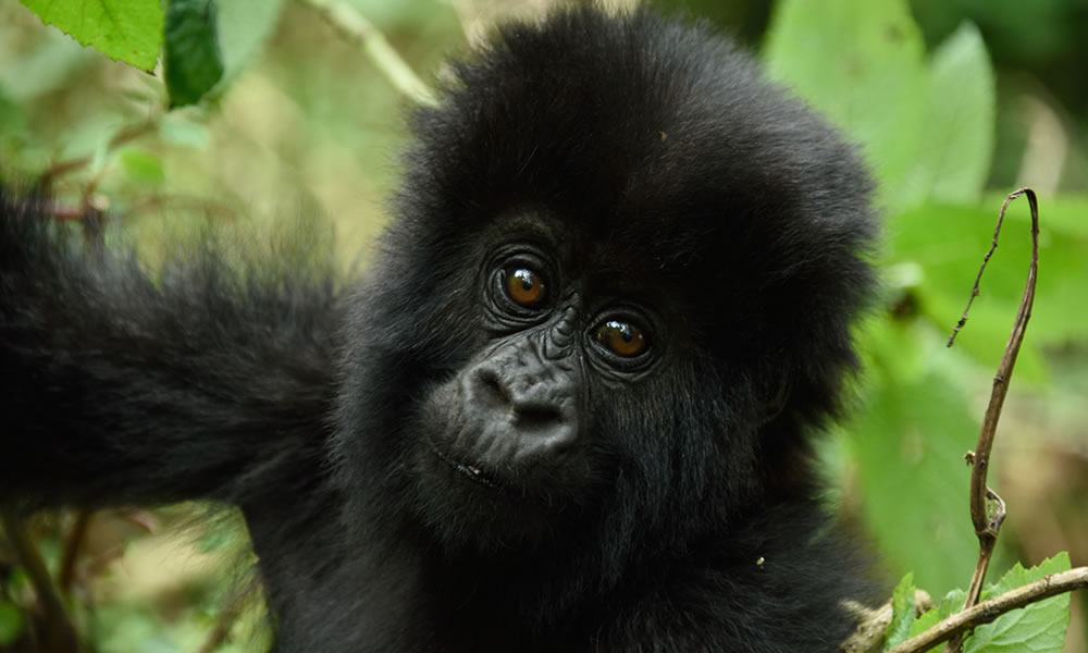 Gorilla Holiday Rwanda