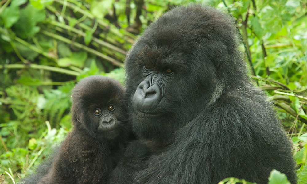 Gorilla Vacations In Rwanda