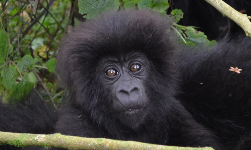 Rwanda Gorilla Trekking